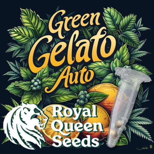 Cookies Gelato Seeds Auto (Autoflower Indica)